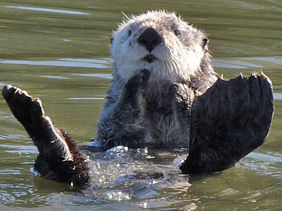Sea otter swimming in Elkhorn Slough
