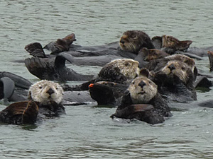 a raft of sea oters