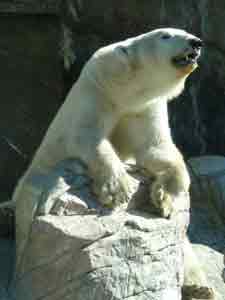 Polar Bear