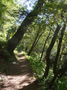 Trail in Samuel P. Taylor State Park