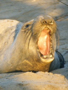 Female Elephant Seal Calling Her Pup