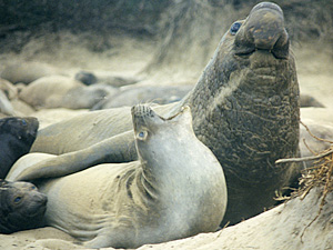 Female Elephant Seal Calling Her Pup
