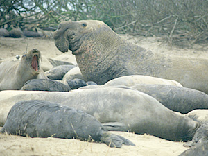 Male Elephant Seal with Harem