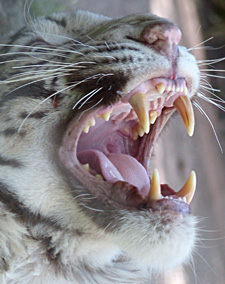 White tiger snarling