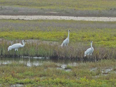 Whooping Crane