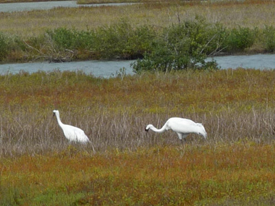 Whooping Crane