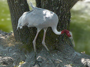 Sarus Crane