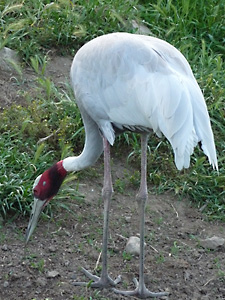 Sarus Crane