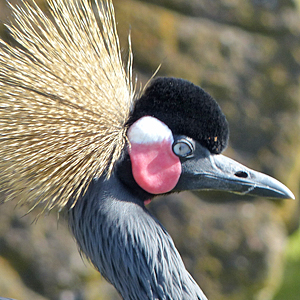 Black Crowned Crane Head