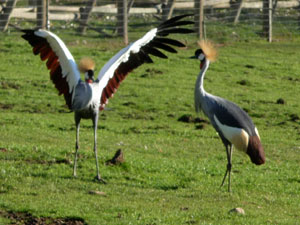 Grey Crowned Crane Pair