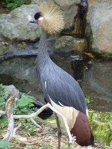 Black Crowned Crane