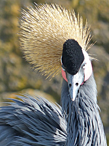 Balearica Profile Picture