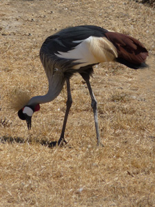 Grey Crowned Crane Pair
