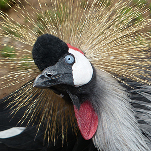Grey Crowned Crane Heads