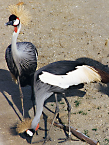 Grey Crowned Crane Camoflage