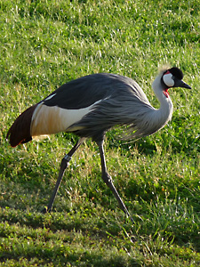 Grey Crowned Crane