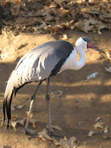 Wattled Crane