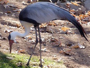 Wattled Crane