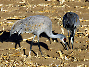 Two Sandhill Cranes