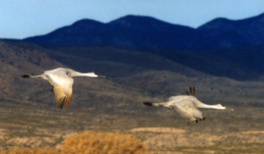 Sand Hill Cranes Flying in New Mexico