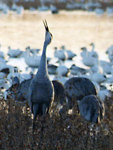Sandhill Crane Calling
