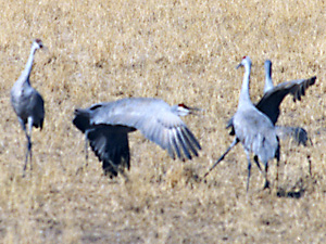 Sandhill Cranes Dancing