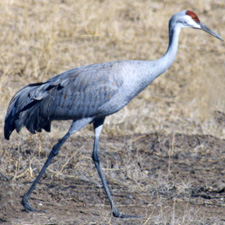 Sandhill Crane Walking