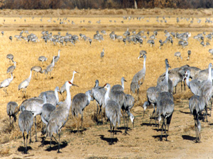 Sand Hill Cranes Flying in New Mexico