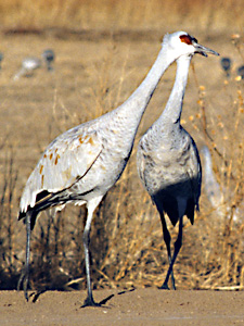 Sandhill Cranes