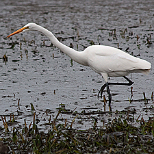 Great Egret Walking