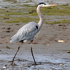 Great Blue Heron Walking