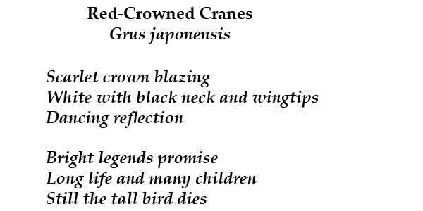 Grus japonensis