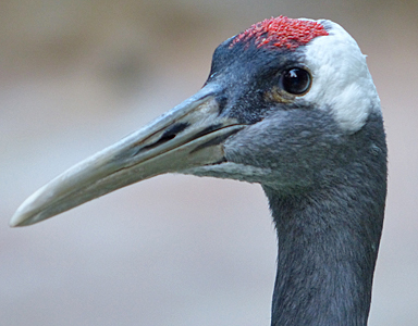 Sand Hill Cranes Flying in New Mexico