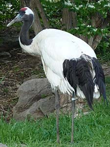 Sand Hill Cranes Flying in New Mexico