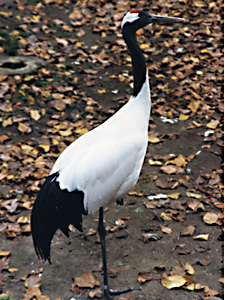 Red Crowned Crane