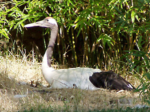 Red-Crowned Crane