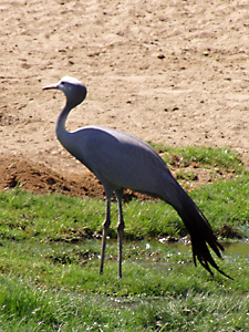 Blue Crane