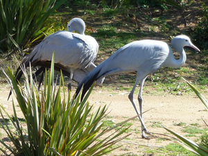 Blue Crane Pair