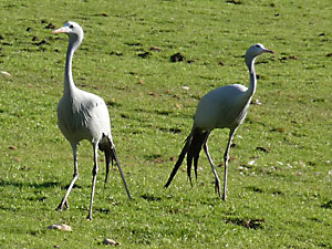 Blue Crane Pair