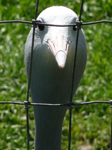 Blue Crane Profile Picture