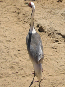 White-Naped Crane