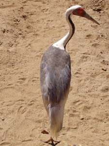 White-Naped Crane