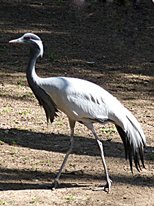 Demoiselle Crane