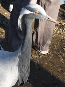 A Demoiselle Crane Raised by Humans
