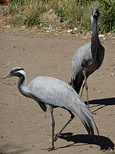 Two Demoiselle Cranes