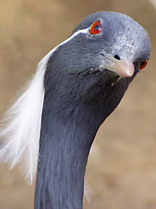 Demoiselle Crane Profile Picture