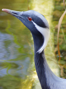 Demoiselle Crane