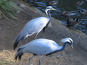 Two Demoiselle Cranes by the Water
