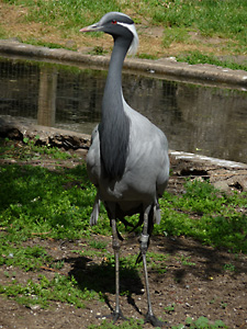 Demoiselle Crane