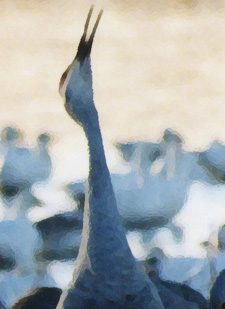 Grus self portrait
